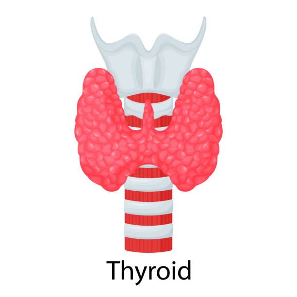 Thyroid. Human organ isolated on white background. Vector illustration. Flat design Thyroid. Human organ isolated on white background. Vector illustration. Flat design thyroid disease stock illustrations