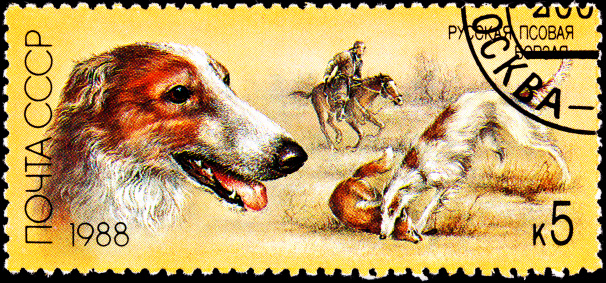 USSR- CIRCA 1988:  A stamp printed in the USSR shows a Russian Wolfhound, also known as Borzoi, killing a red fox with hunter on horseback, circa 1988.