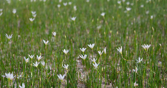 Field of white Zephyr-lily flowers