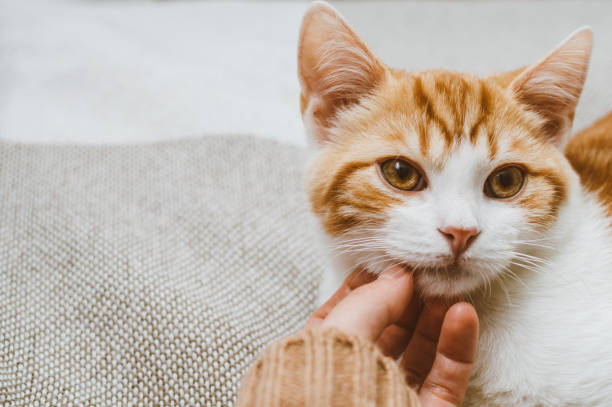 istock People caressing a ginger cat. Close-up portrait 1351843913