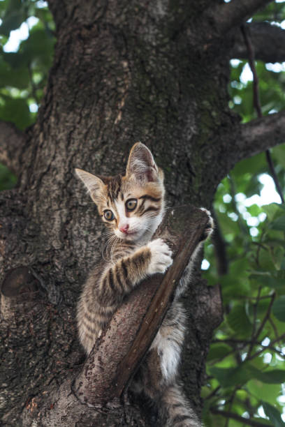 istock cute small homeless cat with sad eyes sitting on a tree 1351844097