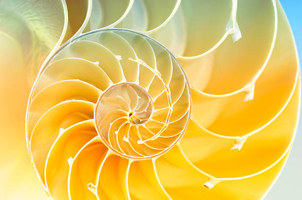 nautilus shell spiral pattern inside of a nautilus shell nautilus stock pictures, royalty-free photos & images