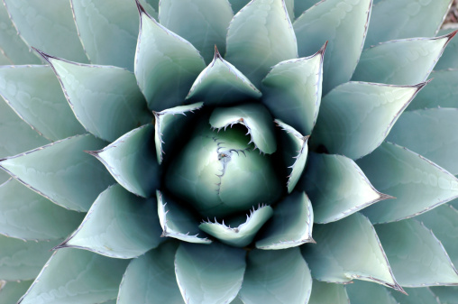 Close-up of an Agave plant