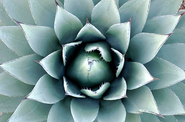 A beautiful teal-like plant called the Agave Parryi stock photo