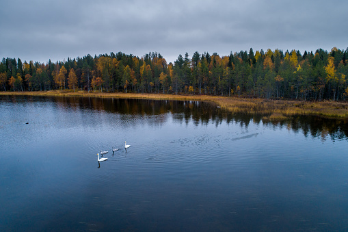 An aerial of Whooper swan, Cygnus cygnus family swimming on an autumnal lake in Northern Finland.