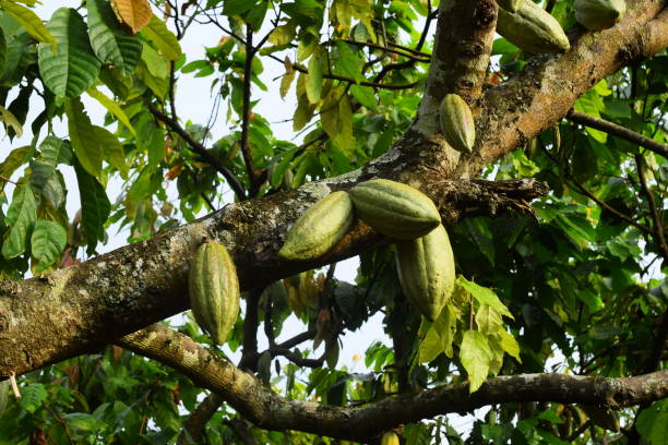 istock Cacao fruit in a chocolate plantation 1351847767
