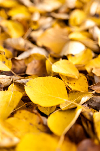 Footpath with yellow leaf  on floor in autumn
