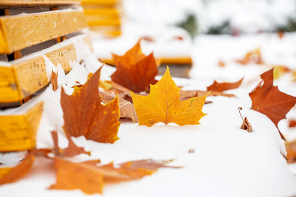 istock Red leaves in the snow 1351849126