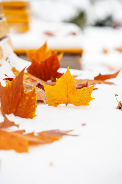 istock Red leaves in the snow 1351849130
