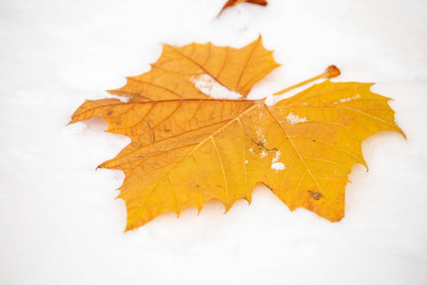 Falling autumn leaves meet the first snow of winter