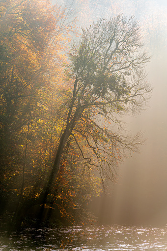 Yedigoller in Bolu in Turkey in Autumn with fog