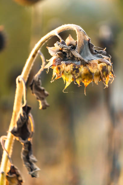 Withering sunflower in a artsy grunge style, in evening golden light