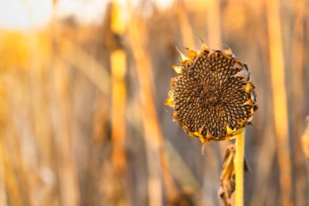 Withered sunflower in autumn dawn