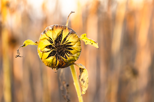 Withered sunflower in autumn dawn