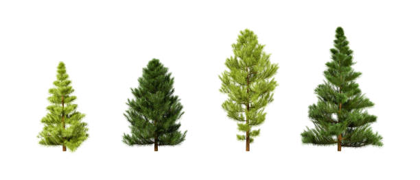istock 3D Rendering set of pine trees isolated on white background with clipping path 1351853628