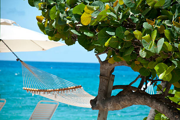 Vacation destination on the Grand Cayman Island; sea-grape tree.