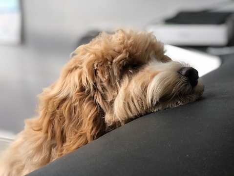 An adorable five month old puppy resting his head on the back of a leather sofa.