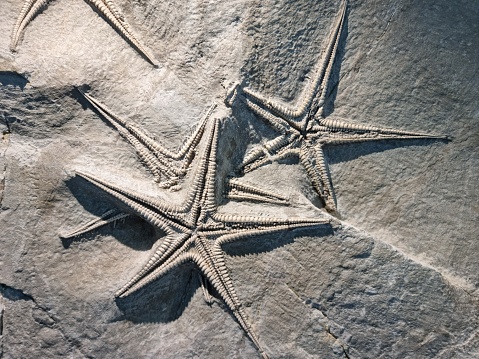 Starfish fossil in verry good condidion. The close-up image shows the fossil inside a limestone rock.