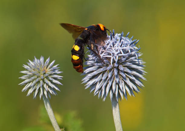 megascolia maculata maculata, la più grande specie di vespa in europa - echinops spaerocephalus foto e immagini stock