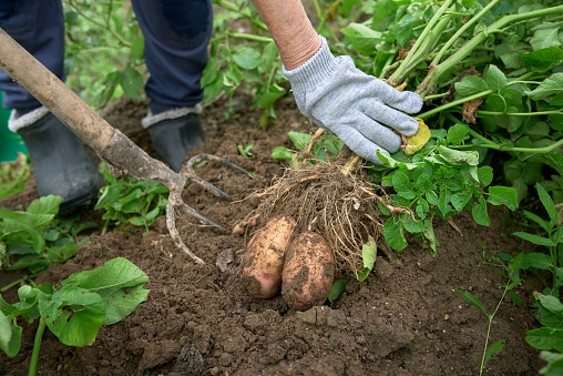 potato tuber in the gardener's hand