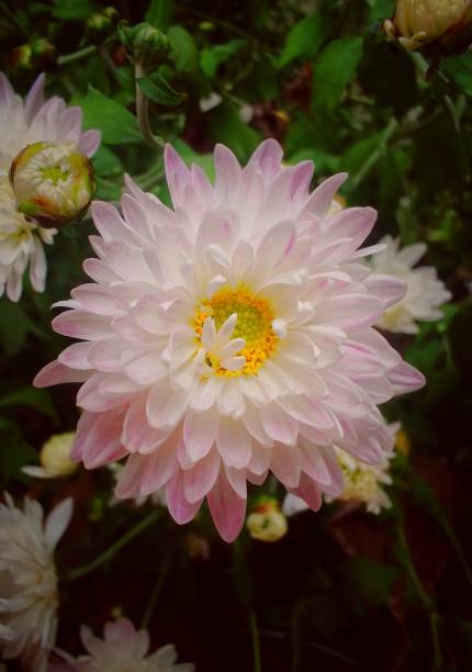 istock Chrysanthemum flower with pink shade 1351859260