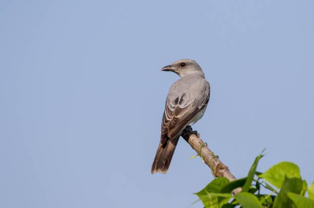 istock large cuckooshrike stock photo. 1351859866