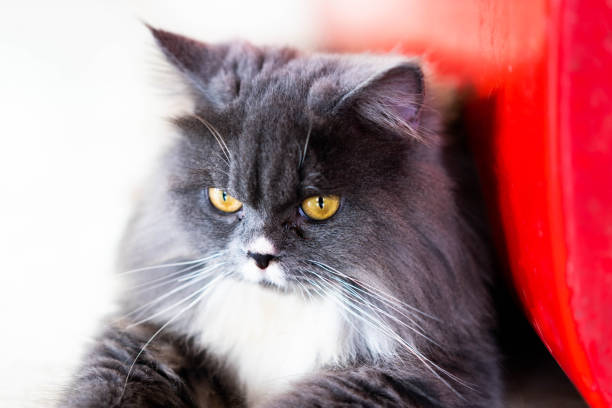 istock Close up cute grey color cat 1351862264