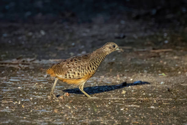 istock Image of Barred Buttonquail (Turnix suscitator) on nature background. Bird, Animals. 1351862552