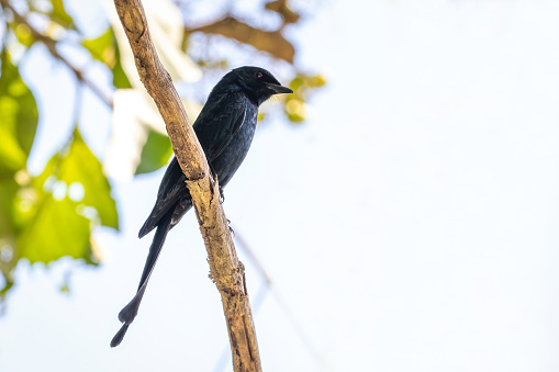 Image of Greater Racquet-tailed Drongo (Dicrurus paradiseus) perched on a branch on nature background. Bird. Animals.
