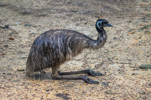 Image of common emu (Dromaius novaehollandiae) on nature background. Birds. Animals.