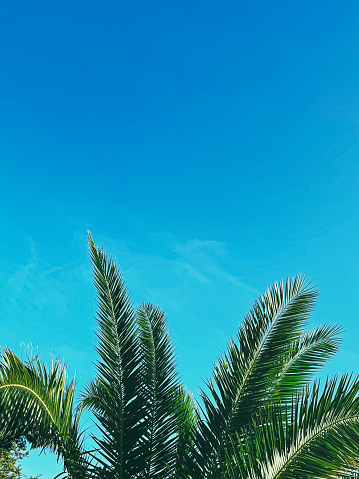 Natural background of palm leaves close-up on blue sky background, summer holidays, postcard concept for vacation or holiday