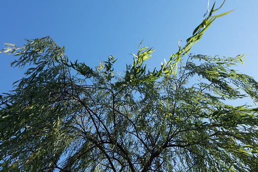 Willow tree branches fluttering in the wind close up. Beautiful dinamic nature background.