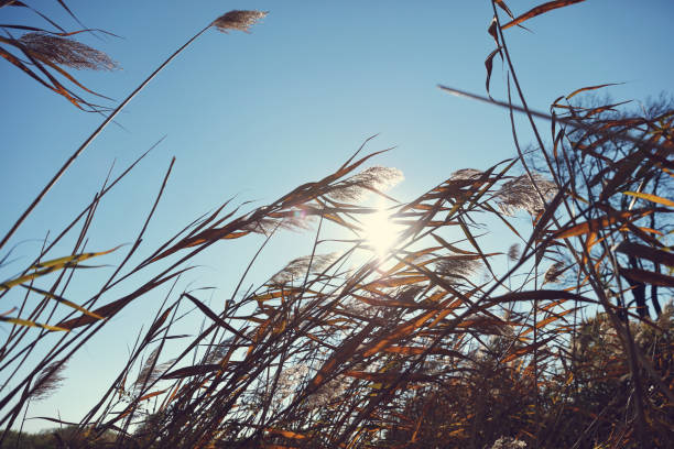 istock Dry Pampas grass flutters in the wind. Beautiful fall rural nature background 1351863140