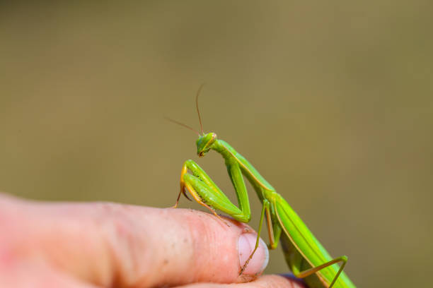 istock huge green mantis sit on man finger, natural background 1351863655