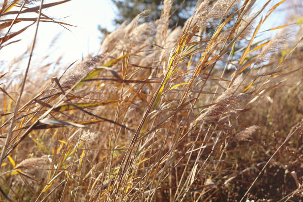 Golden dried meadow grass. Beautiful fall rural nature background .