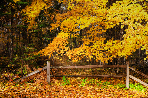 Autumn landscape fallen leaves on ground old wood fence edge of forest. Fall foliage