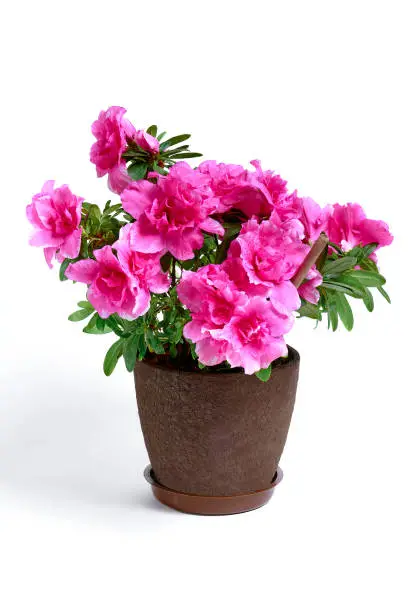 Blossoming pink flowers on a houseplant. Azalea blooms