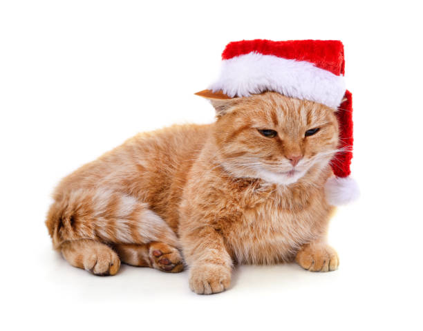 istock Kitten in the hat Santa. 1351864552