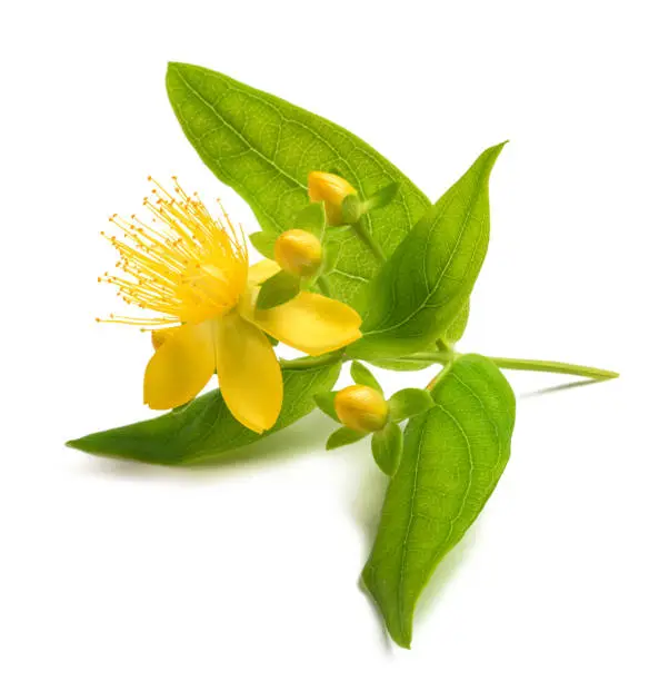 St. John's wort flower with buds isolated on white
