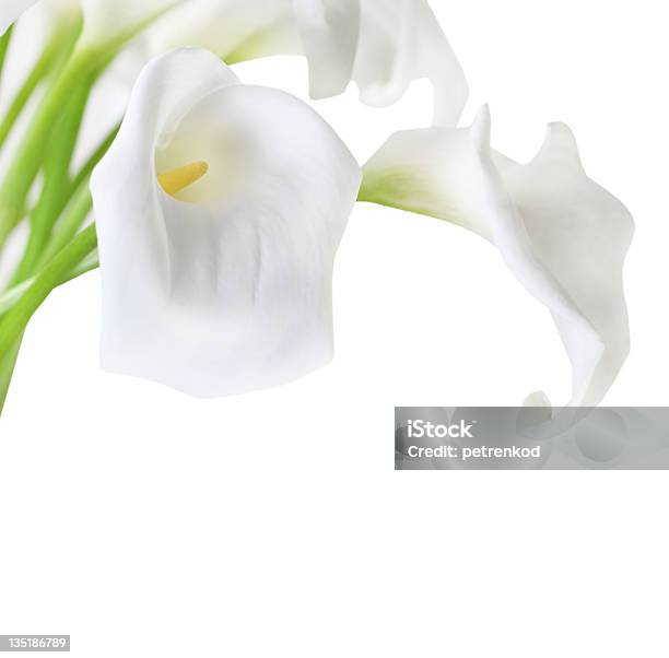 Weiße Cala Lilien Stockfoto und mehr Bilder von Sumpfkalla - Sumpfkalla, Lilien, Freisteller – Neutraler Hintergrund