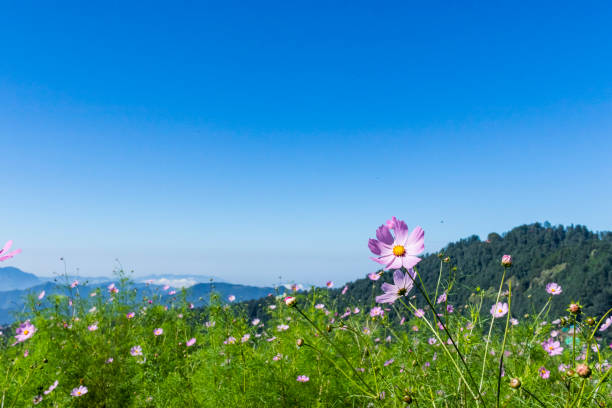 Cosmos is a genus, with the same common name of cosmos, consisting of flowering plants in the sunflower family.