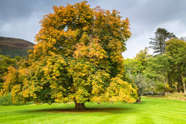 Common Horse Chestnut Tree A bright autumnal 3 shot HDR image of a Common Horse Chestnut Tree, Aesculus hippocastanum, in Lochaber, Scotland. lochaber stock pictures, royalty-free photos & images