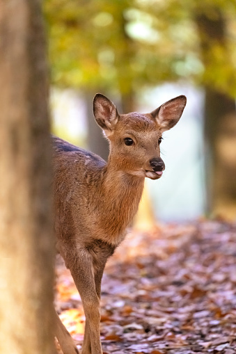 Roe deer ( Capreolus capreolus )