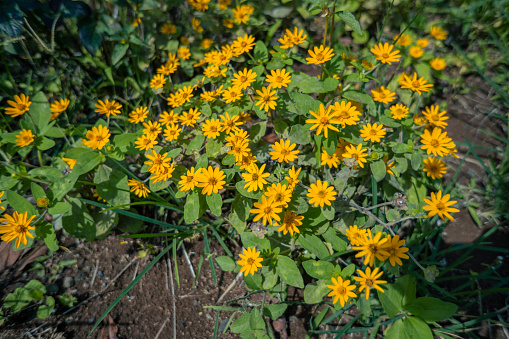 Yellow wild flower is some flower that blossoms on the period of the year