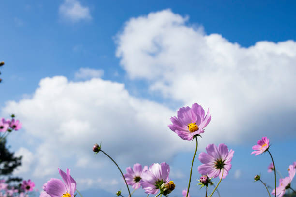 istock Cosmos flowers in the mountains 1351868984