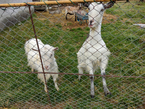 istock goats at farm in Maramures, Romania 1351869792