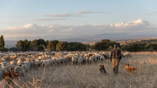 troupeau de moutons sur la transhumance au coucher du soleil - sheep flock of sheep herd sheep herd photos et images de collection