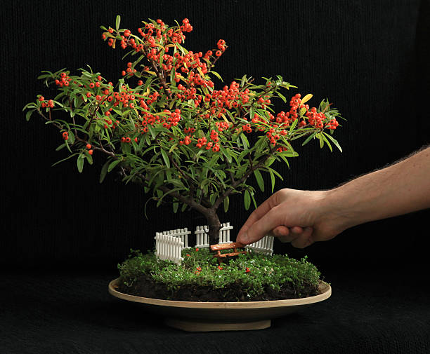 miniature jardin dans un pot de fleur - japanese culture landscape landscaped ornamental garden photos et images de collection