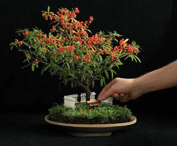 Photo of Blooming bonsai tree with miniature garden underneath it