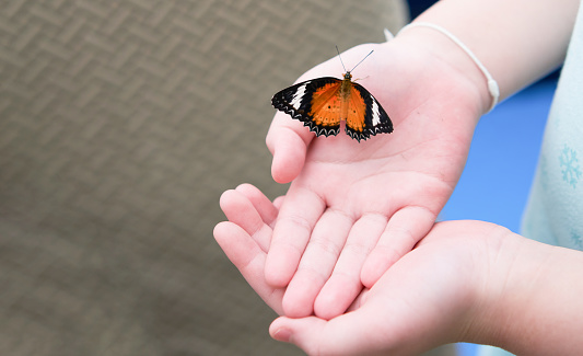 Butterfly perched on a girl's hand